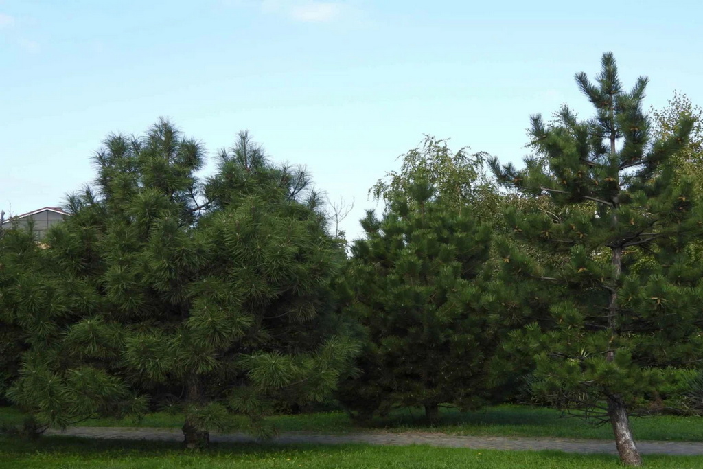 Деревья в парке Ореховая роща в Анапе