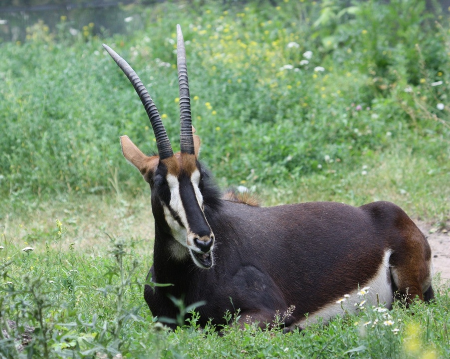 Фото черной антилопы в зоопарке в Москве